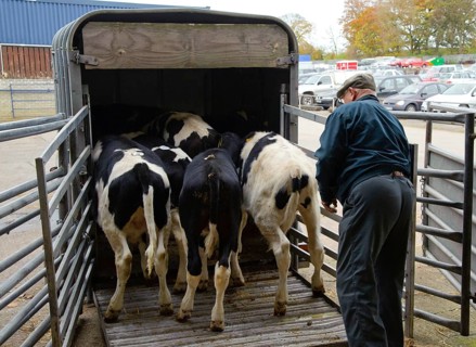 Domestic Cattle