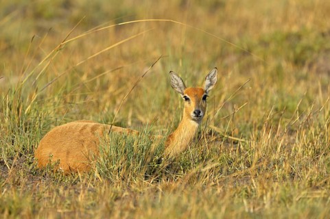 Oribi