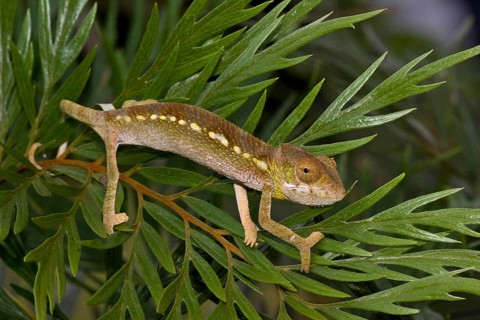 Spiny-backed or madagascar giant chameleon