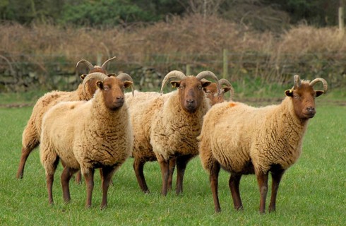 Domestic sheep