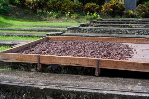 Cocoa tree