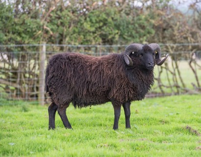 Domestic Sheep