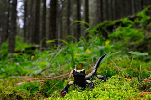 Golden Alpine Salamander