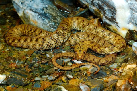 Dice Snake