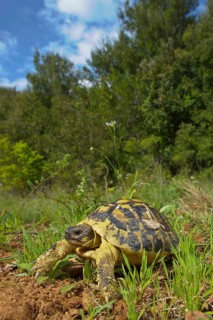 Greek tortoise