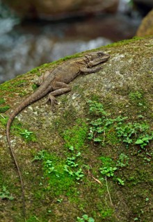 Common Basilisk