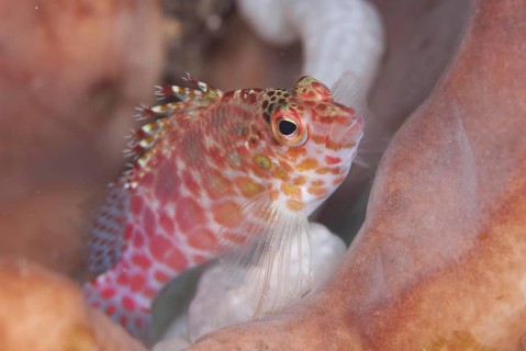 Spotted coral hawkfish
