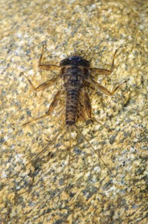 False March Brown mayfly