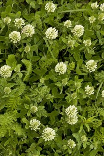 Panonnic Clover
