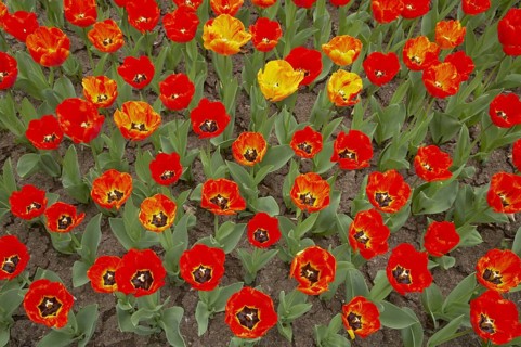 Tulip