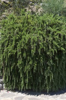 Creeping rosemary