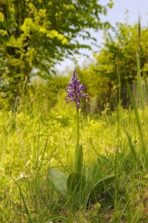 Military Orchid