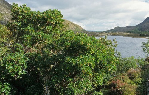 Strawberry Tree