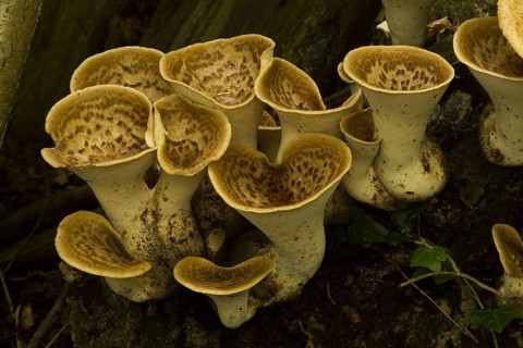 Dryad's Saddle