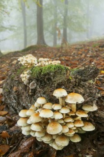 Sulphur tuft