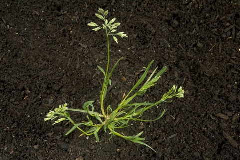 Annual meadow-grass