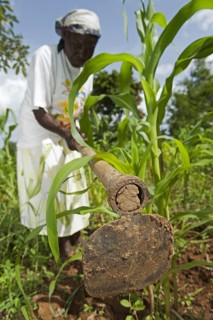 Woman weeding maize plot using hoe