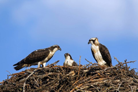 Three juvenile western osprey