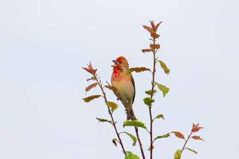 Common rosefinch