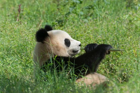 Two years aged young Giant Panda