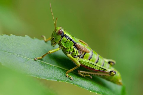 (Miramella alpina)