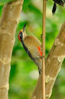 Black-spotted Woodpecker