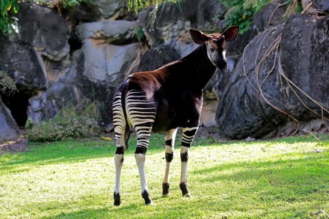 Okapi