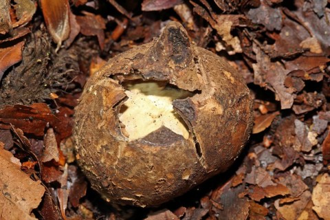Ruffed Earth Star