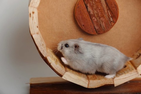 Djungarian hamster