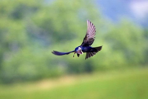 Purple martin
