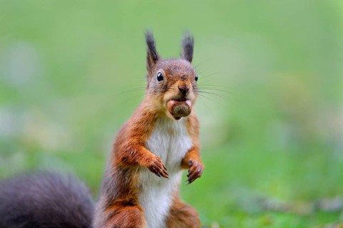 Eurasian red squirrel