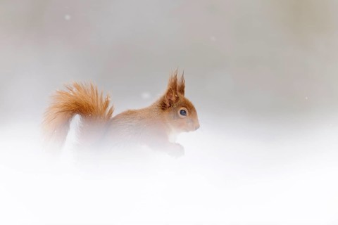 Eurasian red squirrel