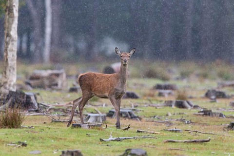 Red Deer