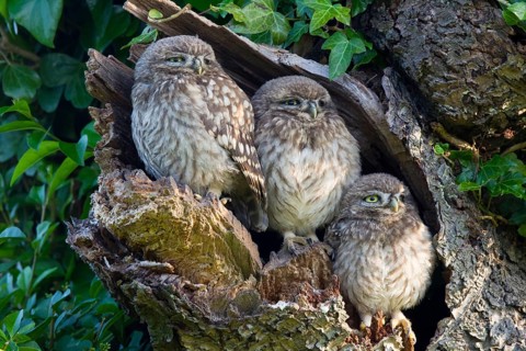 Little Owl