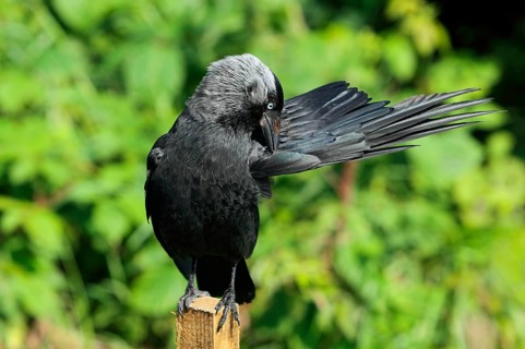 Adult western jackdaw