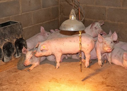 Pig farming