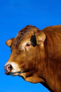 Domestic cattle