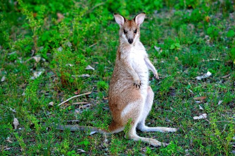 Agile Wallaby