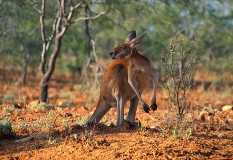 Red Giant Kangaroo