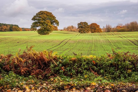 View of arable farmland with mature trees in field