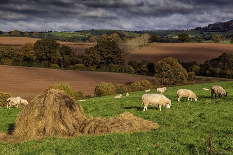 Domestic sheep