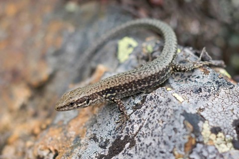 Iberian wall lizard
