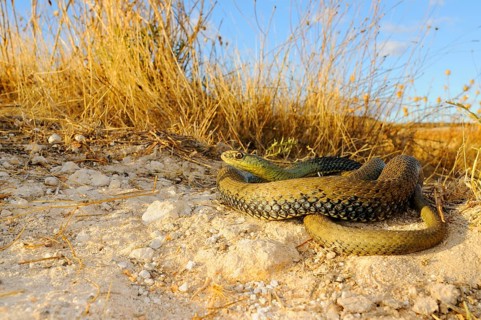 European lizard snake