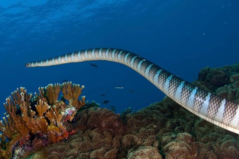 Adder flat-tail