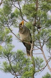 Yellow-fronted Miner