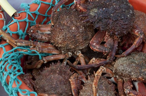 Spiny Spider Crab