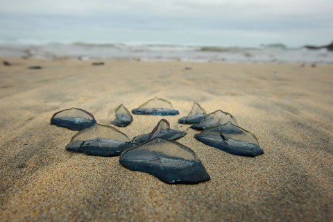 Velella