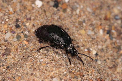 Rainfern leaf beetle