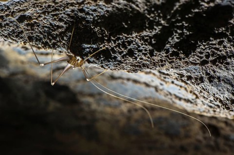 Cave Cricket