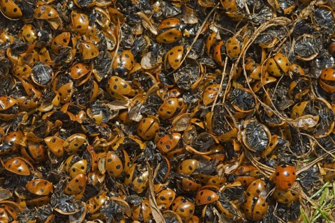 Coccinella 7-punctata